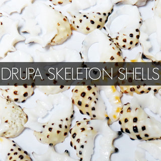 Drupa Skeleton Shells