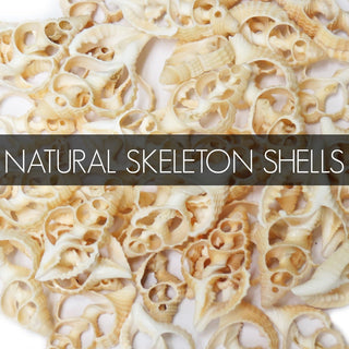 Natural Skeleton Shells