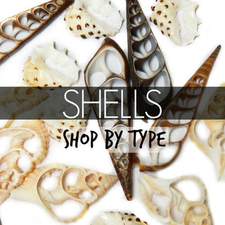 Shells-1