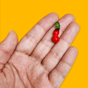 Hot Pepper Lampwork Charm / Dije de Pimiento Picante en Vidrio - 25mm