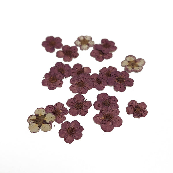 Mini Dried Flowers - Purple