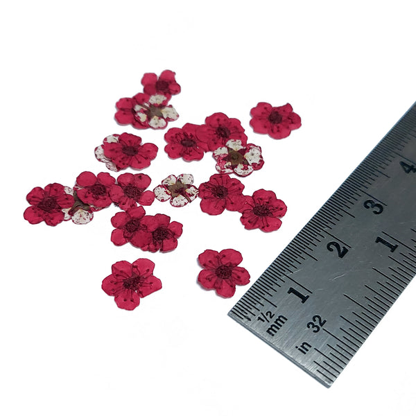 Mini Dried Flowers - Magenta