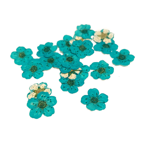 Mini Dried Flowers - Turquoise