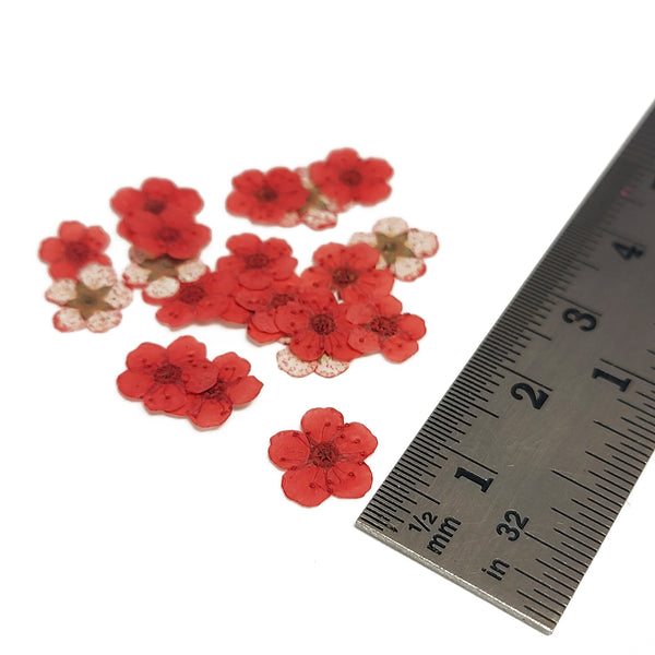 Mini Dried Flowers - Coral