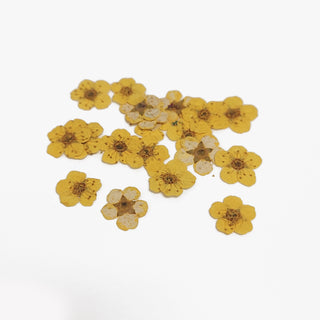 Mini Dried Flowers - Yellow