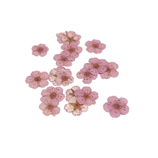 Mini Dried Flowers - Lilac