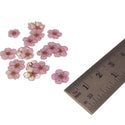 Mini Dried Flowers - Lilac