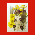 Flores Secas; B1 Dried Flowers